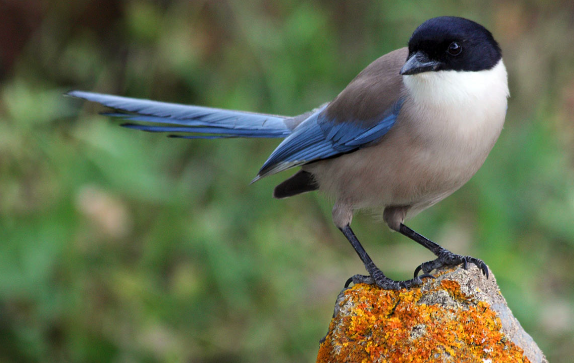 O Cante... Alentejano